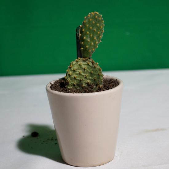 8 CM Seramik Saksı Mini Kaktüs